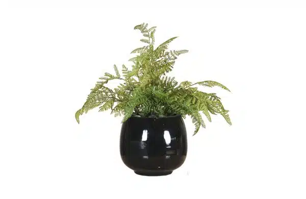 Black Glossy Planter Round & Fern Plants No.6