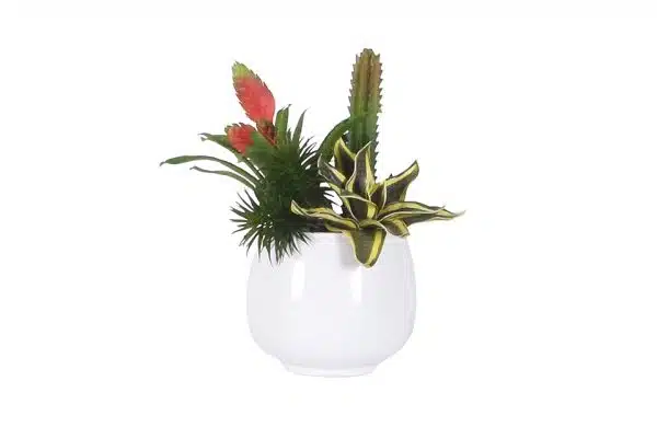 No.10 - 022022 Glosyy White Bromelia Gardenmix