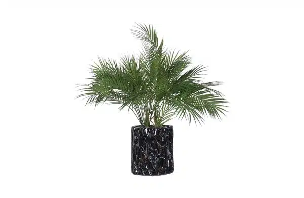 No.25 - 022022 Black Planter & Phoenix Palm