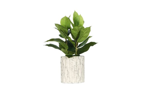 No.54 - 022022 Geometric Pot Cream Ficus