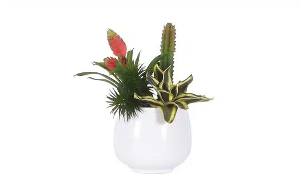 No.8 - 022022 Glosyy White Bromelia Gardenmix