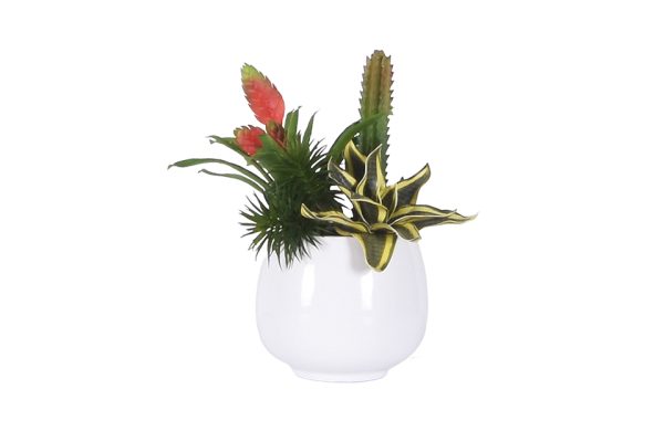 No.9 - 022022 Glosyy White Bromelia Gardenmix