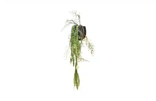 No.99 - 022022 Black Planter Curley Willow