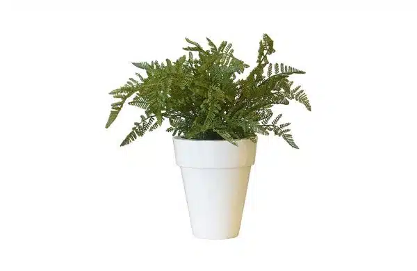 White Glossy Planter & Fern Plants No.9