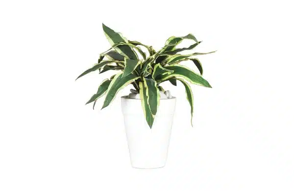 White Planter & Sanseveria No.78 ( 19 )