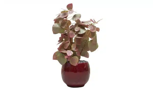 Home Decor Flower Arrangement No-52 Glossy Bordeaux Pot Ponsetia 24 Front View