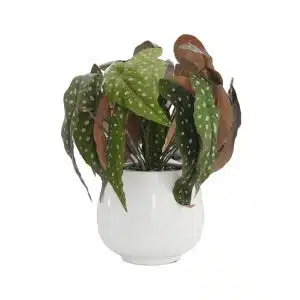 Home Decor Flower Arrangement No-14 White Glossy Pot Begonia 24 Front View