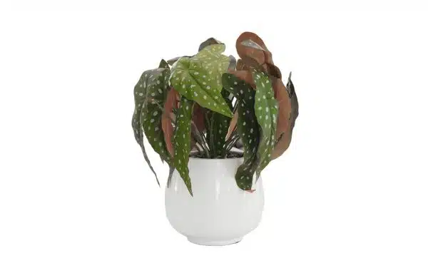 Home Decor Flower Arrangement No-14 White Glossy Pot Begonia 24 Front View