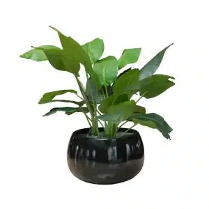 Home Decor Flower Arrangement No-66 Glossy Black Bowl Palm Olant 24 Front View