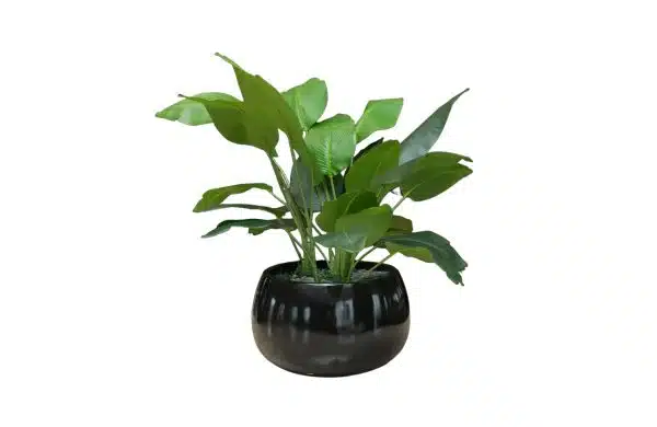 Home Decor Flower Arrangement No-66 Glossy Black Bowl Palm Olant 24 Front View