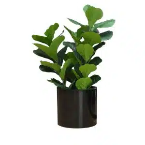 Home Decor Flower Arrangement No-67 Glossy Black Pot Plant 24 Front View