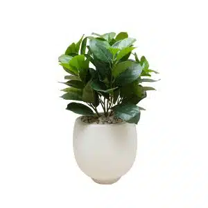 Home Decor Flower Arrangement No-J White Pot Mat Plant 24 Front View