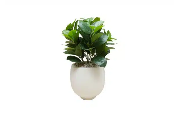 Home Decor Flower Arrangement No-J White Pot Mat Plant 24 Front View