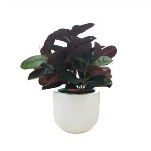 Home Decor Flower Arrangement : No-68 Glossy White Red Draceana Plant 24 Front View