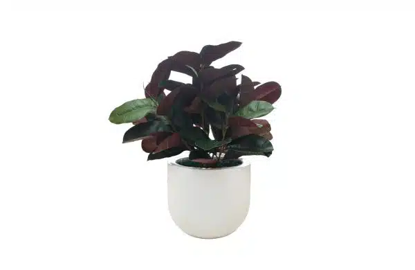 Home Decor Flower Arrangement : No-68 Glossy White Red Draceana Plant 24 Front View