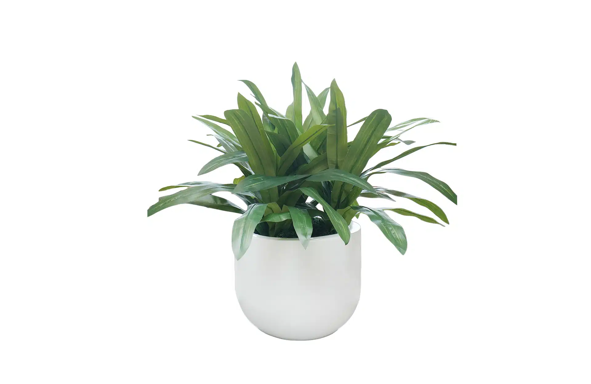 Home Decor Flower Arrangement No-69 Glossy White Draceana 24 Front View