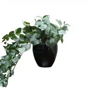 Home Decor Flower Arrangement No.53 - 022022 Glossy Black Plants Fihonia Front View