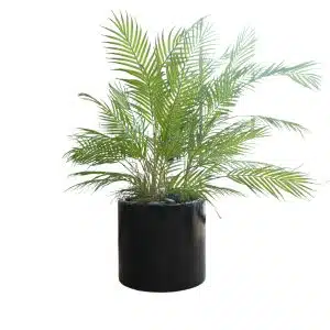 Home Decor Flower Arrangement No-70 Glossy Black Pot Palm 24 Front View