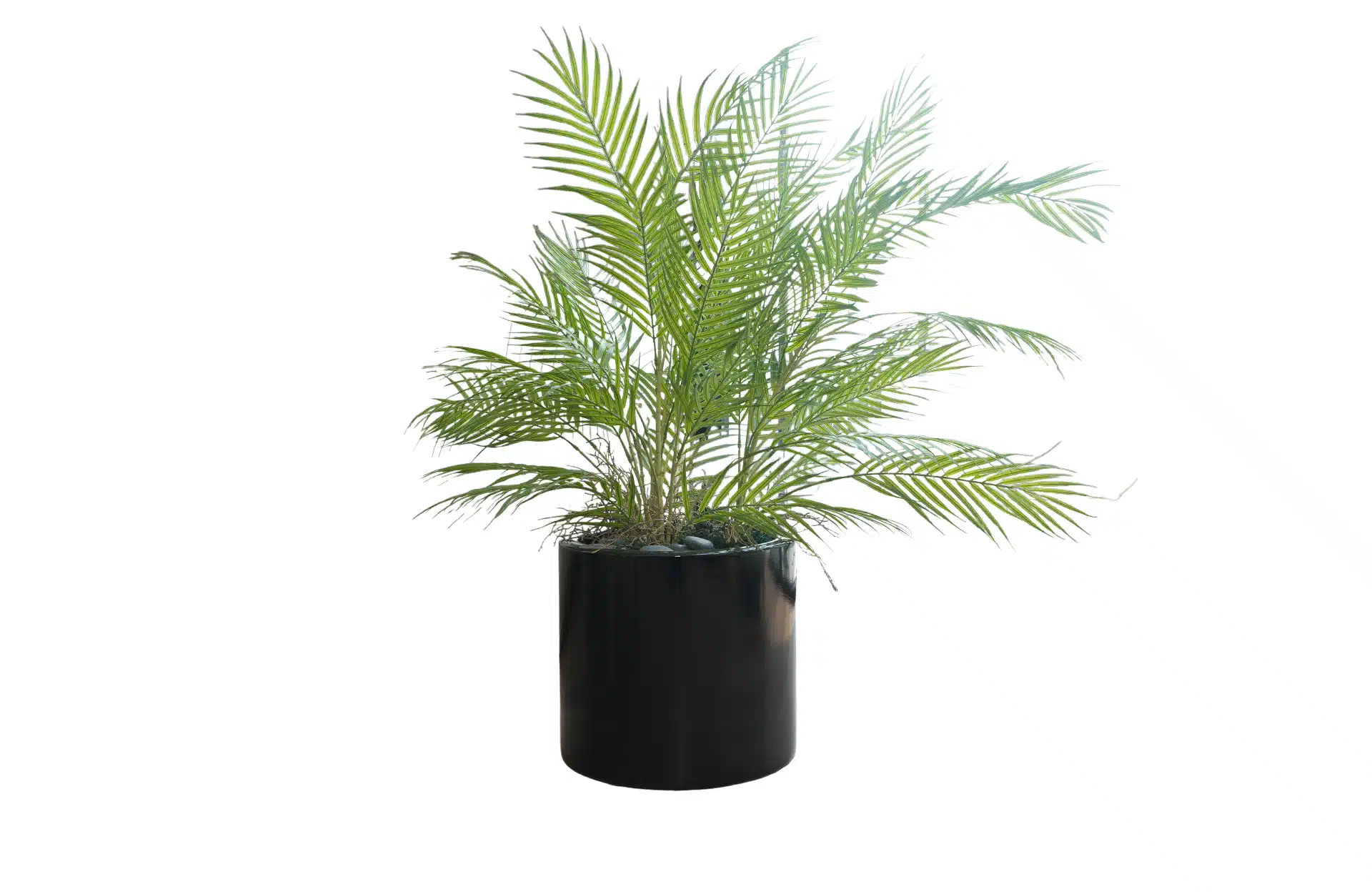 Home Decor Flower Arrangement No-70 Glossy Black Pot Palm 24 Front View