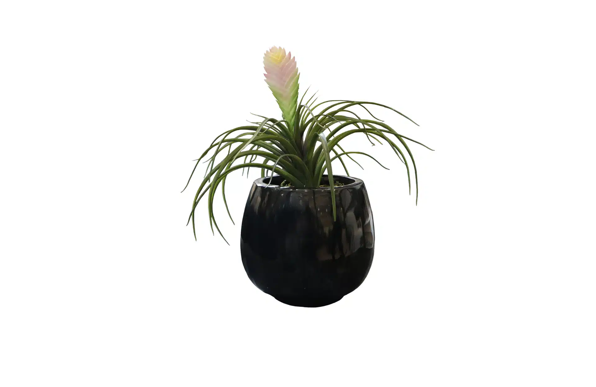 Home Decor Flower Arrangement Black Glossy Planter & Tillandsia Plant No.7 ( 19 ) Front View