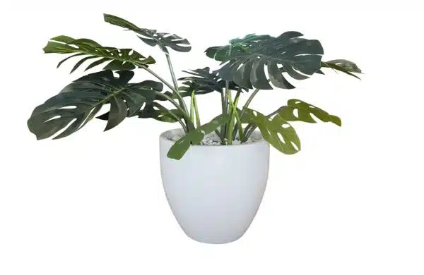 Home Decor Flower Arrangement No.37 - 022022 White Glossy Plantermostera Leaf Front View