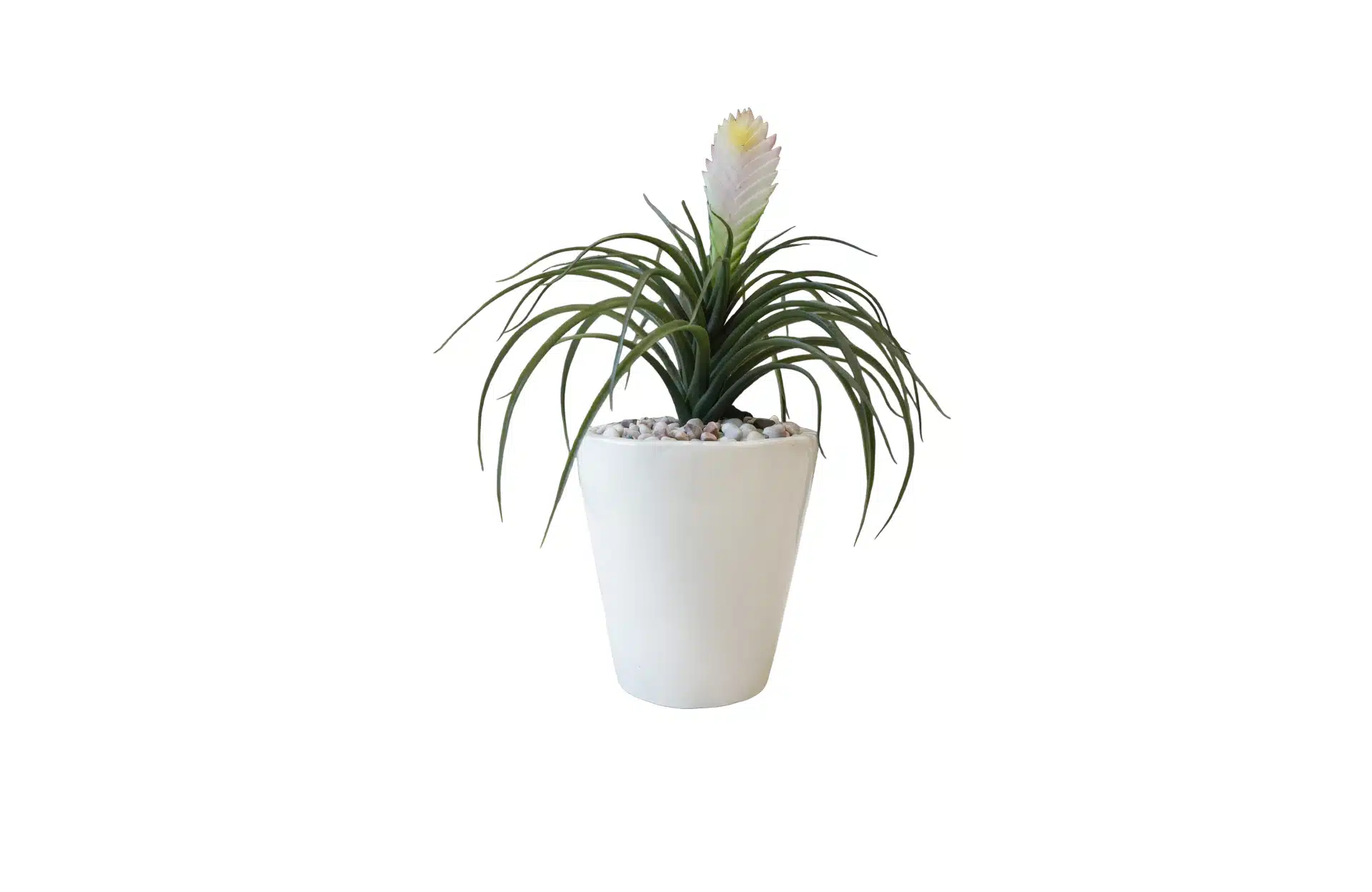 Home Decor Flower Arrangement White Glossy Planter & Tillandsia Plant No.5 ( 19 ) Front View