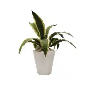 Home Decor Flower Arrangement White Glossy Pot & Sanseveria No.72 ( 19 ) Front View