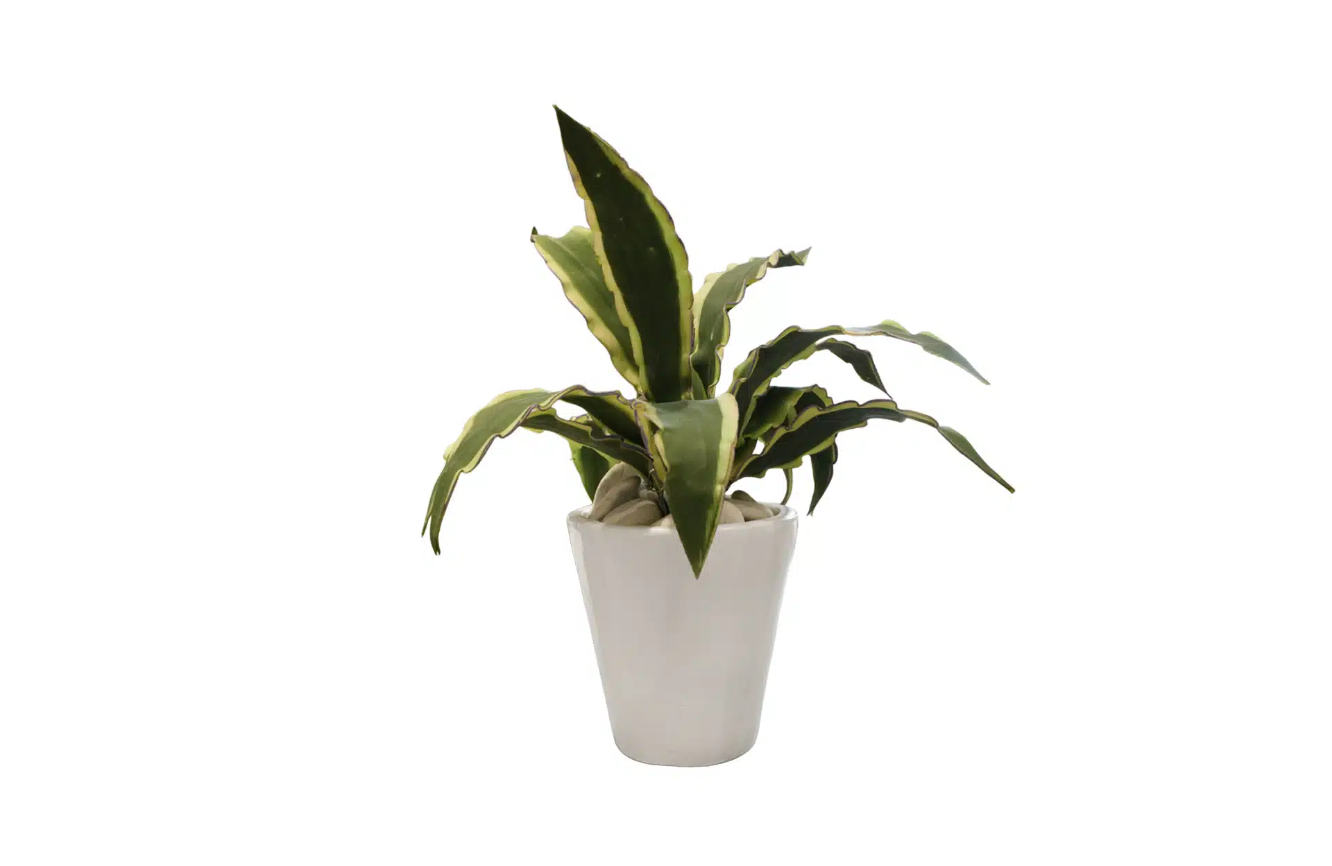 Home Decor Flower Arrangement White Glossy Pot & Sanseveria No.72 ( 19 ) Front View