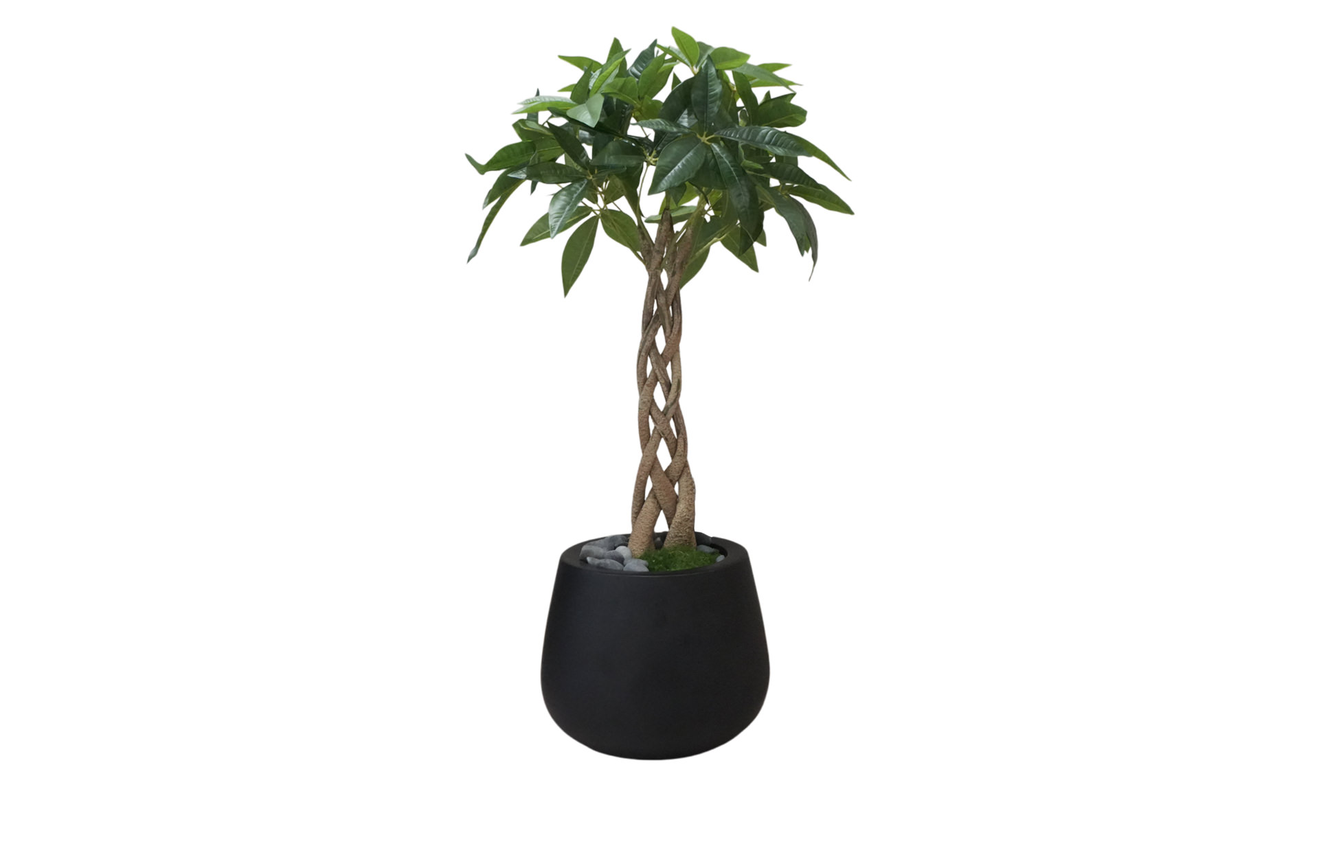 Home Decor Matt Black Pot / Chinese Good Fortune Plant No.16-25 Front View